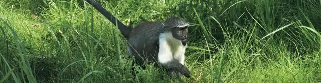 Рыбы-самки любят самцов, которые поют