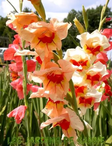 В более теплом климате дельты Гренландии выросли: новый анализ аэрофотоснимков 75-летней давности подтверждает изменения, связанные с климатом