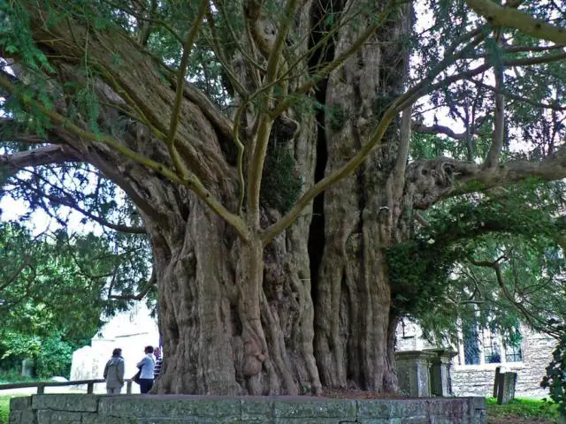 Познакомьтесь с древнейшей линией животных Мадагаскара, жуком-вертячком, возраст которого составляет 206 миллионов лет