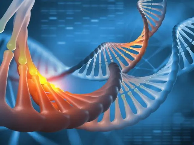 Как клетки адаптируются, чтобы восстанавливать повреждения: ученые определили генетические процессы, которые позволяют клеткам трансформироваться, чтобы они могли восстанавливать поврежденные нервы