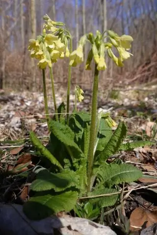 Отдача углерода от лесных почв для ускорения глобального потепления