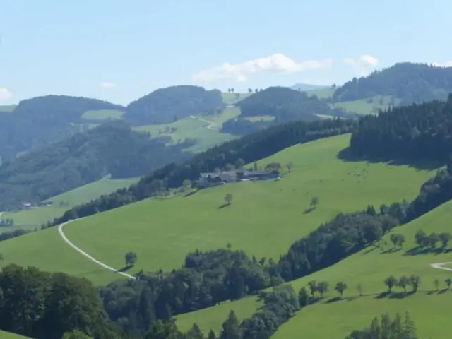 Всемирное исследование детей: больше деревьев, меньше болезней