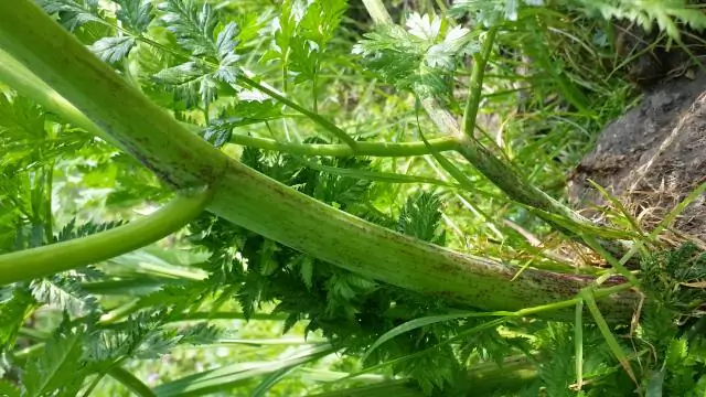 Как смертельный яд конусной улитки может помочь нам создавать лучшие лекарства