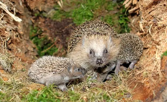 Рибосомы в гибернации помогают бактериям выживать: нарушение сна стафилококка может привести к созданию новых антибиотиков