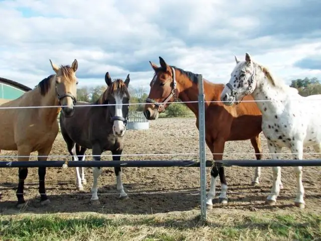 Выпас лошадей на лучших пастбищах: однолетние травы предлагают варианты во время летнего спада