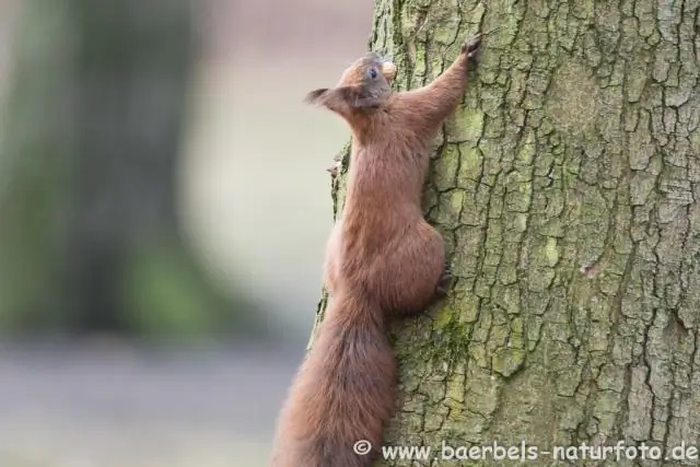 Безопасность, а не еда, привлекает гусей в города
