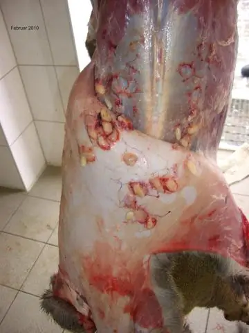 Как бешенство может вызывать бешенство: исследователи лучше понимают болезнь, от которой ежегодно умирают 59 000 человек