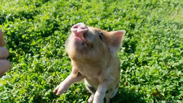 Поросята Кун Кун обладают навыками социального обучения и удивительно хорошей памятью