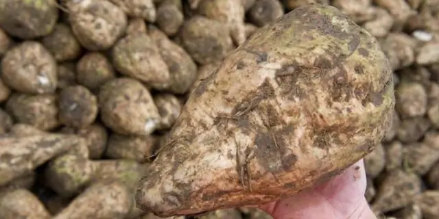 Расшифровка генетики заболеваний дисков у собак