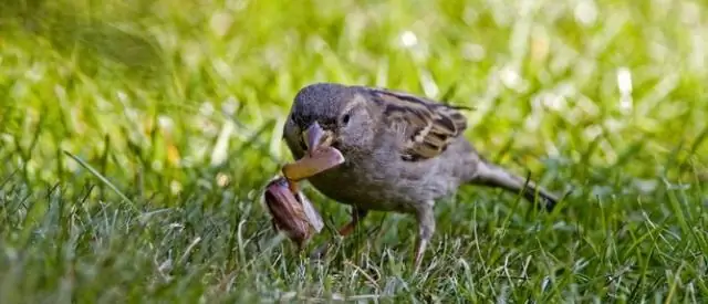 Прилов ответственен за сокращение численности находящихся под угрозой исчезновения новозеландских морских львов