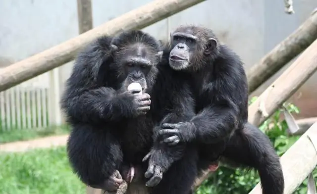 Последний общий предок человека и человекообразных обезьян весил около пяти килограммов: предок обезьяны был размером с гиббона