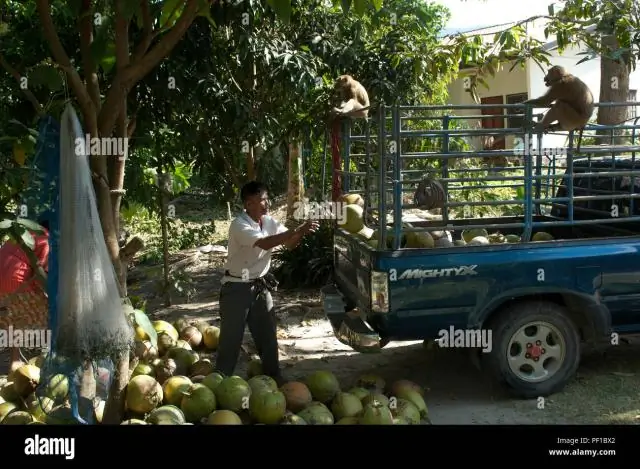 Последний человекообразный предок был размером с гиббона