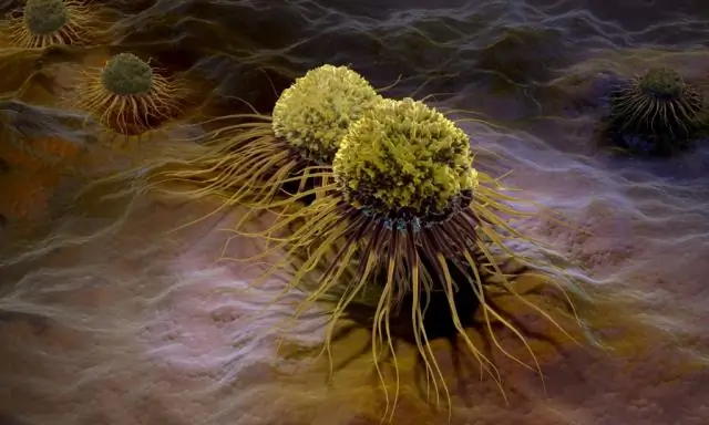 Ученые предпринимают смелые усилия по сохранению морских свиней вакита от вымирания: осталось менее 30 вакит; проект направлен на временное убежище