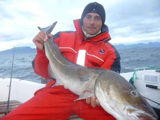 Свинцовые рыболовные снасти могут угрожать популяциям гагар