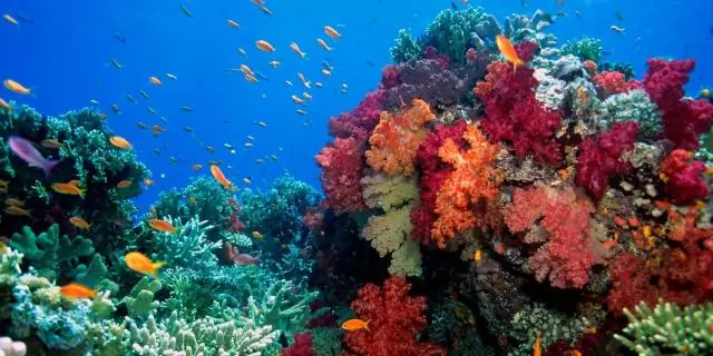 Сток Харви угрожает коралловым рифам Техаса: уровень солей упал на 10 процентов за один день в некоторых частях Флауэр Гарден Бэнкс