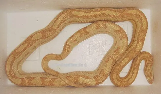 Покусите это: аллигаторов поймали на поедании акул