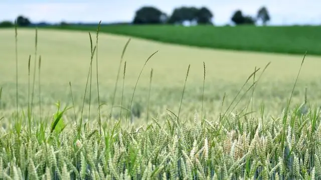 Потребность в скорости делает редактирование генома эффективным, если не лучше: новая модель может помочь выявить механизмы CRISPR-Cas9