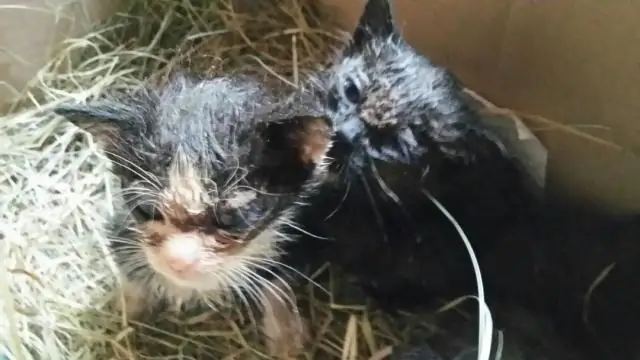 Одомашнивание не заставило собак больше сотрудничать друг с другом, чем волков