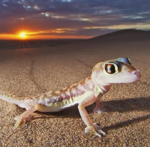 Ученые определили источник крупнейшего в мире грязевого извержения