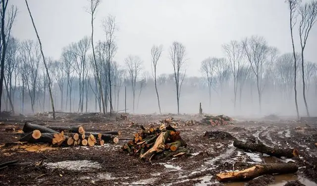 Новая угроза Amazon? Вырубка лесов в результате добычи полезных ископаемых: Удивительное количество тропических лесов происходит во время аренды и вне ее