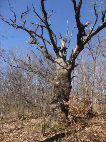 Древние затерянные горы Кару раскрывают секреты массового вымирания