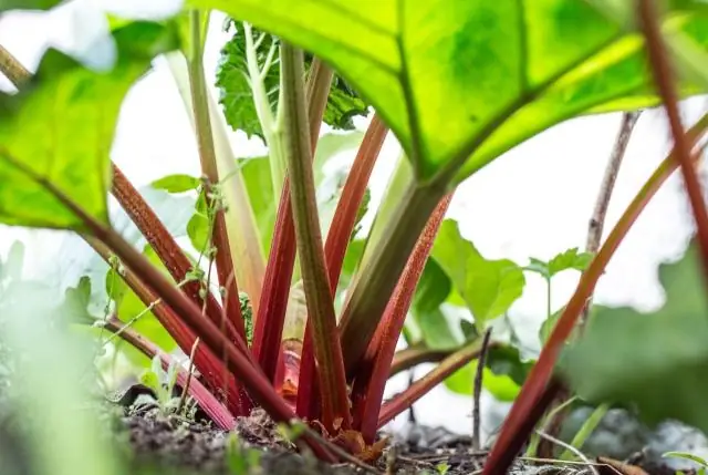 Живая мульча создает прибыль, почву: комбинация клевера и кукурузы приносит пользу кукурузе, почве, бизнесу