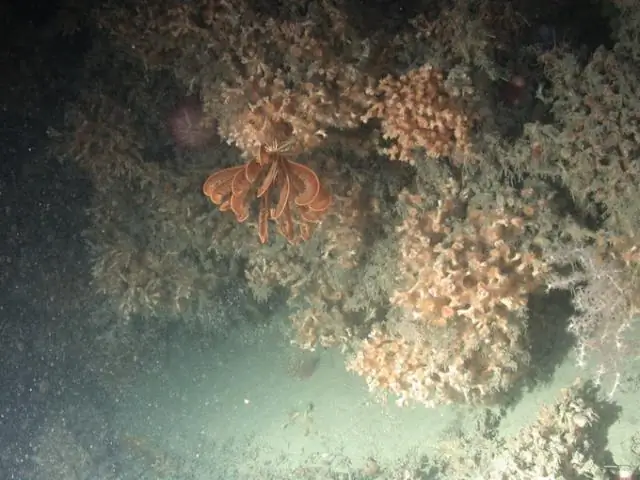 Ископаемые коралловые рифы показывают скачки уровня моря во время последнего потепления