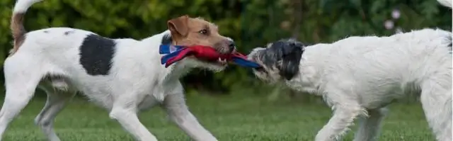 Новое междисциплинарное исследование раскрывает микробы, которые однажды могут сдерживать крупные болезни винограда