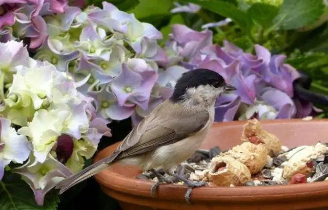Птицы без собственного выводка помогают другим птицам в воспитании детей, но не бескорыстно