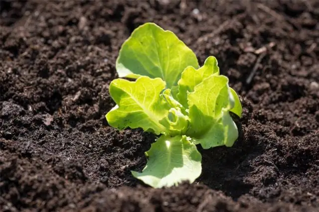 Культуры эволюционировали за десять тысячелетий до того, как об этом подумали эксперты