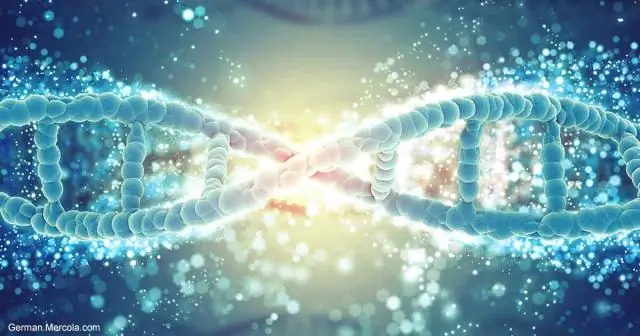 Генетическое спасение способствует восстановлению находящихся под угрозой исчезновения горных карликовых опоссумов в Австралии