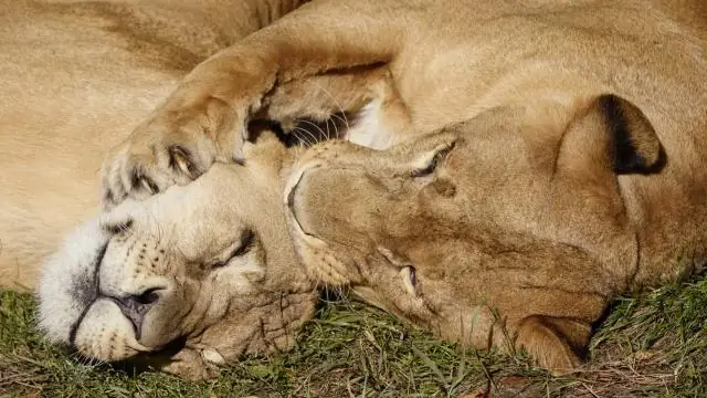 Суматранские тигры на пути к выздоровлению в «находящемся в опасности» объекте Всемирного наследия ЮНЕСКО
