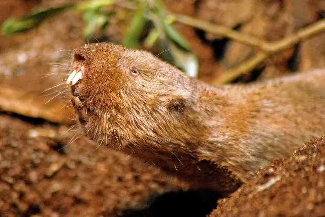 Мелкие почвы способствуют развитию саванн в Южной Америке