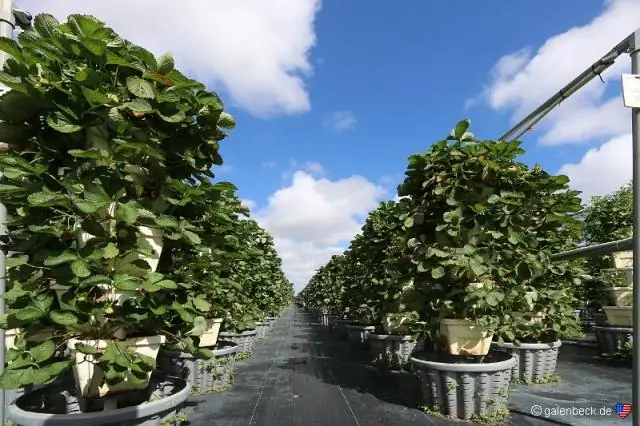 Флориде нужно больше приютов для домашних животных