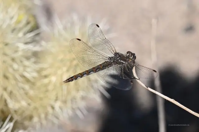 Сагуаро и другие возвышающиеся кактусы имеют запутанную историю: долгая жизнь столбчатых кактусов сбивает с толку попытки ученых понять эволюционную историю группы