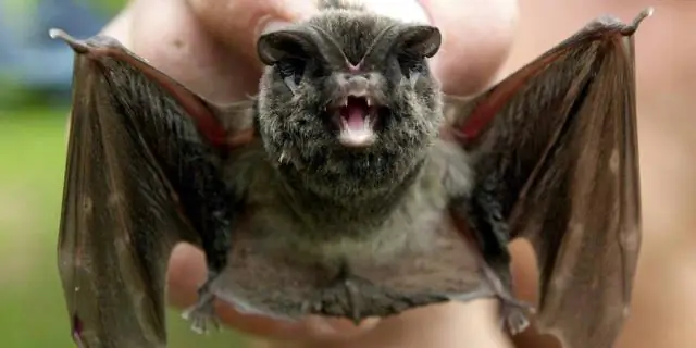 «Отпечатки крыльев» могут идентифицировать отдельных летучих мышей так же эффективно, как отпечатки пальцев идентифицируют людей