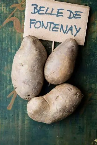 Вкус, а не внешний вид, побуждает кораллы есть пластик: незрячие кораллы не ошибаются с внешним видом