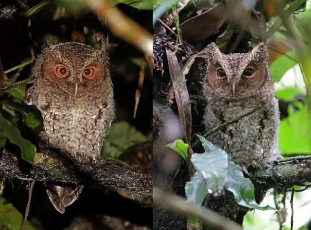 Вырубка лесов, связанная с производством пальмового масла, делает Индонезию теплее, показало исследование