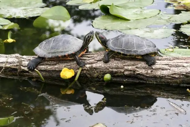 Неместные виды не делают местную рыбу более уязвимой к загрязнению в реках Средиземного моря