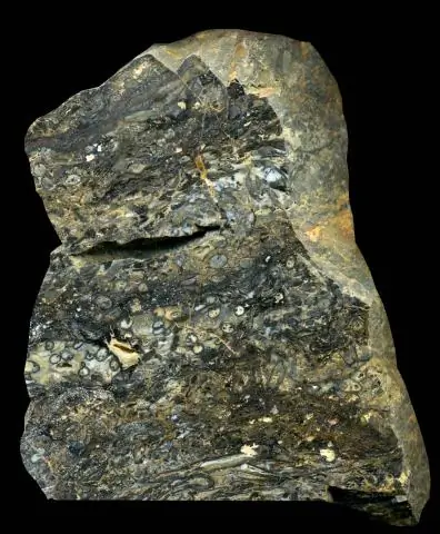 Изменения наземной экосистемы в позднем триасе