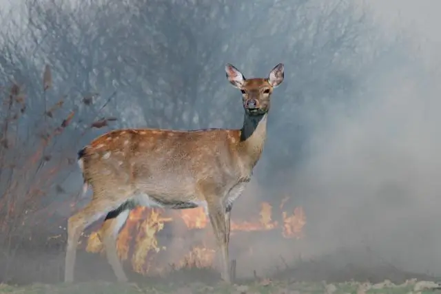 Как жуки восстанавливаются после лесных пожаров