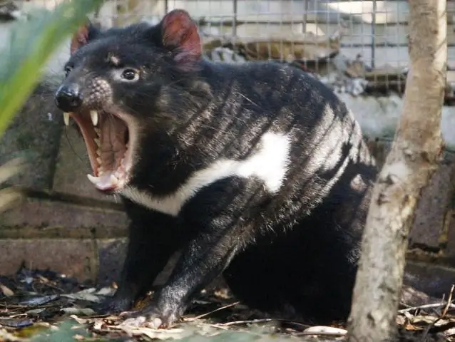 Пухов, уже находящихся под угрозой исчезновения, может ждать туманное будущее