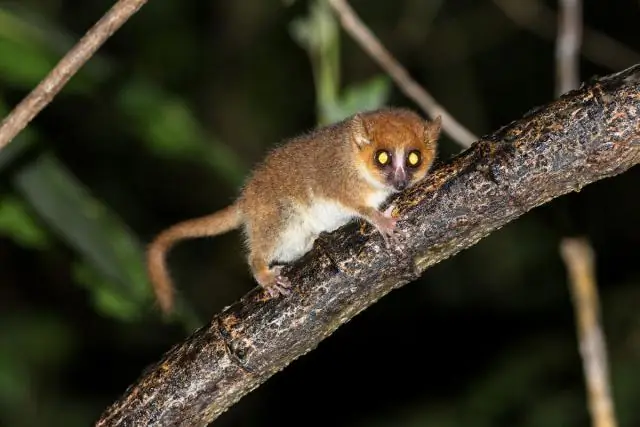 Лемуры странные, потому что странные фрукты Мадагаскара