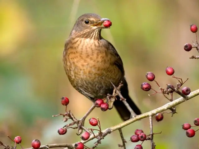 Местные деревья и кустарники обеспечивают больше пищи для птиц: Университет Делавэра, исследования Смитсоновского института показывают преимущества местных растений