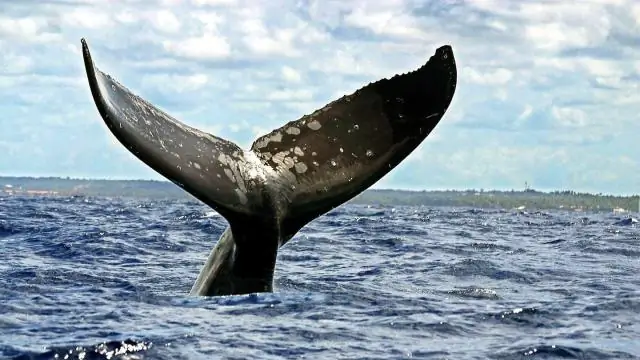 Генетическое исследование раскрывает эволюционную историю динго