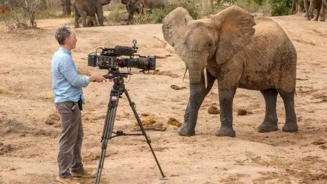 Браконьерство существенно изменило социальную жизнь осиротевших слонов
