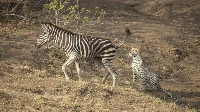 Обеспечение выживания слонов в Лаосе: вопрос экономики