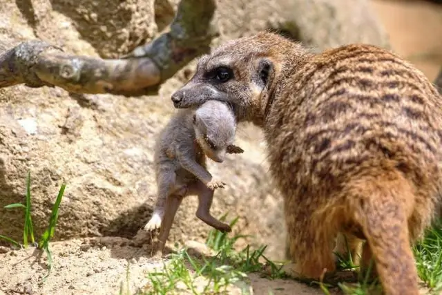 На крики пингвинов влияет среда их обитания