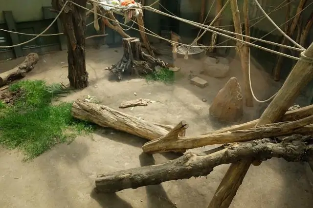 Шимпанзе спонтанно «по очереди» решают числовую головоломку