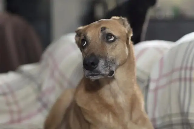 Лечение для собак уменьшает боязнь шумных фейерверков